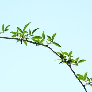 Estudios sobre sostenibilidad y biodiversidad